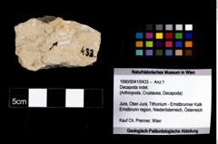 Foto (Objekt + Etikett) von Decapoda indet.  (NHMW-GEO-1990-0041-0433)